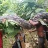 Ular Piton Raksasa Sepanjang 7 Meter  Seberat 130 Kg Ditangkap Warga Muna Barat, Daging Dipotong dan Dijual Rp 680.000