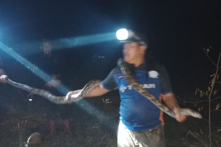 Seekor ular piton yang ditemukan petugas damkar di Bangka Tengah, Jumat (6/10/2023).