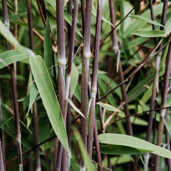 Ilustrasi tanaman bambu hitam.