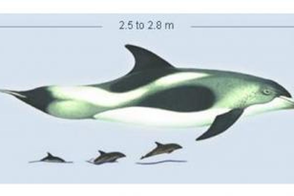 Lumba-lumba moncong putih (white-beaked dolphin).