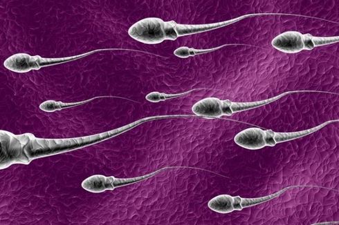 Pelumas Seksual Juga Pengaruhi Kualitas Sperma