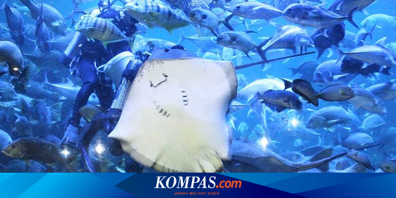 Promo Harga Tiket Masuk Sea World Januari 2021 Mulai Dari Rp 115 000 Halaman All Kompas Com Tiket reguler dijual dengan harga 80 ribu rupiah di hari biasa dan 100 ribu di akhir. promo harga tiket masuk sea world