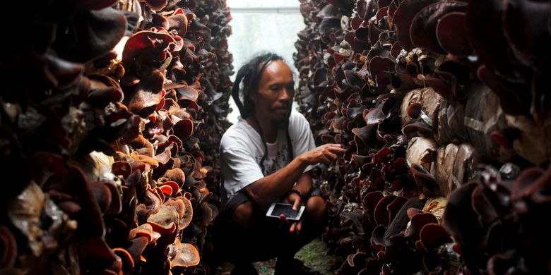 Kisah Budidaya Jamur Kuping Diserang Penyakit Hingga Diolah Jadi