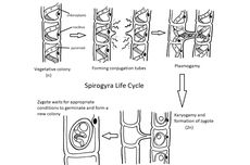 Perkembangbiakan Generatif Spirogyra