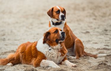 Kamasutra Satwa: Kibaskan Ekornya ke Samping, Tanda Anjing Betina ...