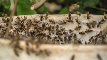 PFOS Zat Kimia Abadi Ditemukan pada Lebah dan Madu, Apa Dampaknya pada Manusia?