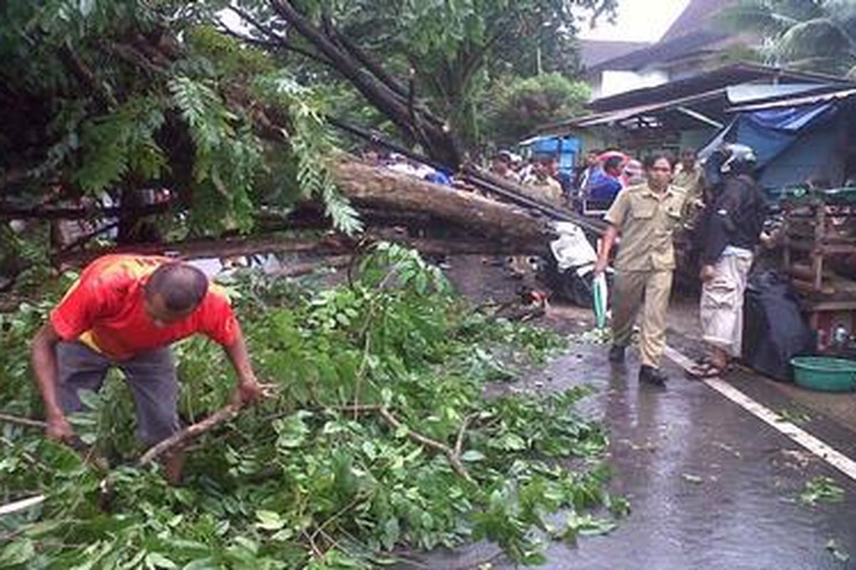 Akibat hujan angin, sebuah pohon tumbang di belakang kantor Pemprov Kalimantan Selatan di Banjarmasin, Rabu (9/1/2013)