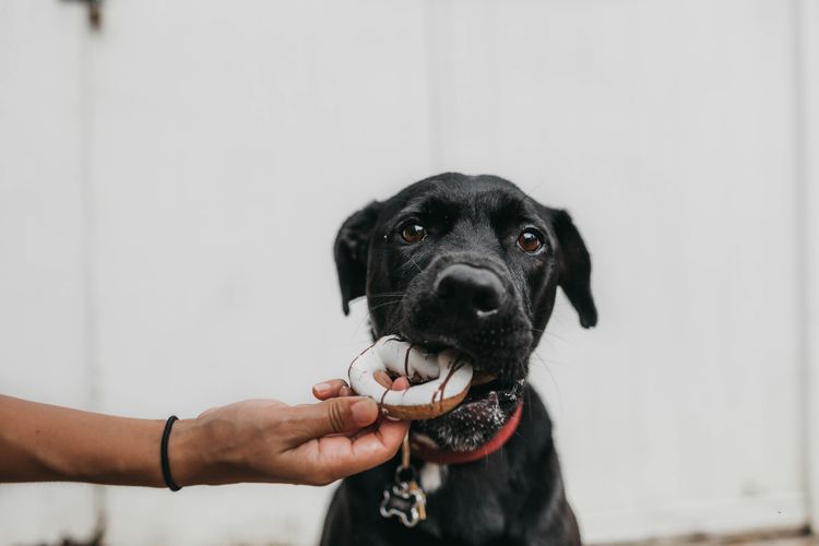 7 Makanan dan Minuman Manusia yang Berbahaya jika Dikonsumsi Anjing Peliharaan