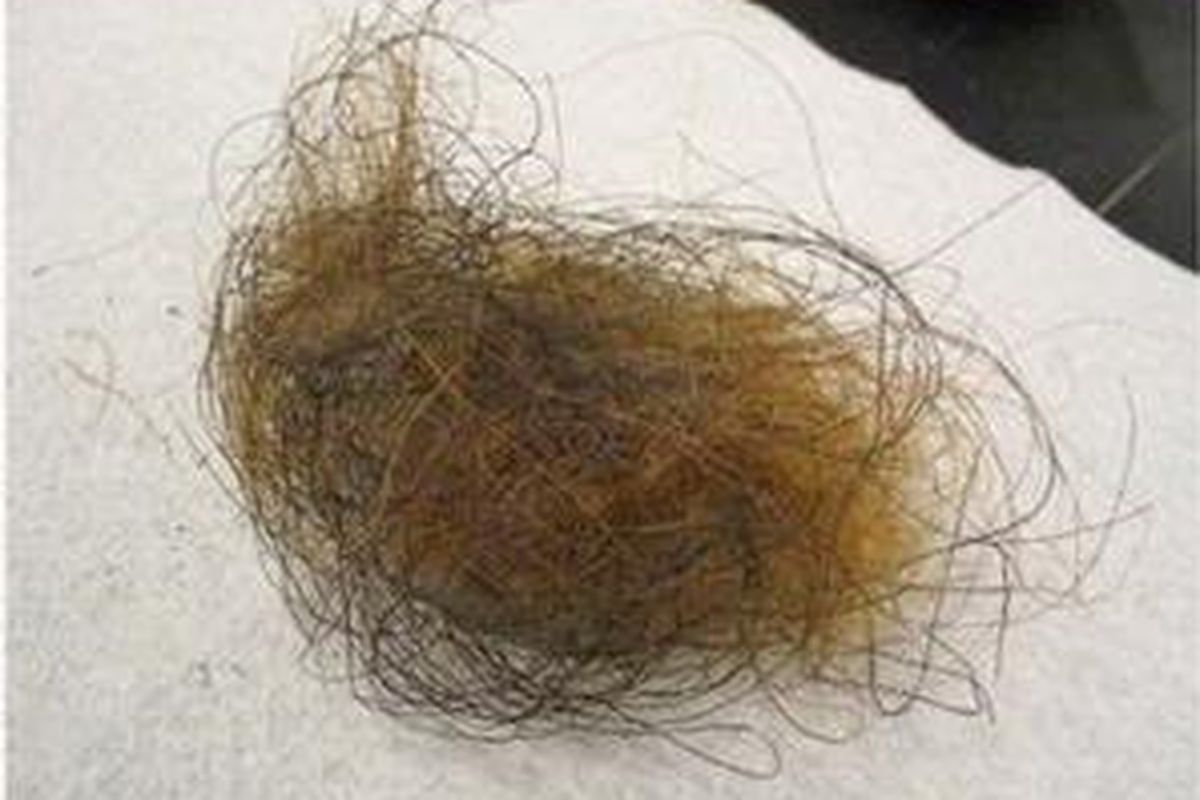 Foto yang dirilis Stephen Schuster dari Penn State University menunjukkan gumpalan rambut yang diambil dari mumi bangkai mammoth purba yang ditemukan di Siberia.