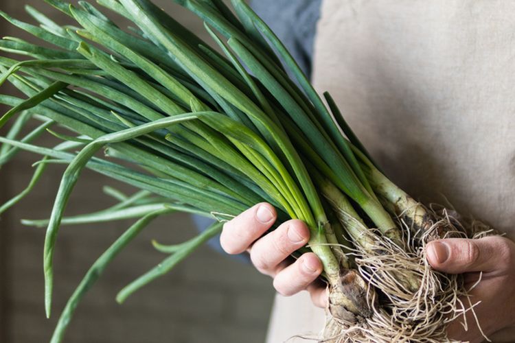 Ilustrasi daun bawang.