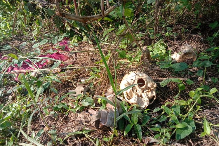 Tulang belulang atau kerangka manusia yang ditemukan warga di lahan rerumputan kampung Cioray Rt 3 Rw 2, Desa Bojongraharja, Kecamatan Cikembar, Kabupaten Sukabumi. Senin (24/6/2024)