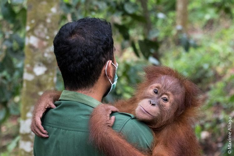 Seseorang petugas menggendong orangutan sumatera (Pongo abelii) di Pusat Karantina Orangutan Sumatera di Batu Mbelin, Kecamatan Sibolangit, Deli Serdang. Aktor Hollywood dan pegiat lingkungan internasional, Leonardo Di Caprio memberikan dukungan dalam upaya perlindungan orangutan sumatera (Pongo abelii) dari ancaman Covid-19. Dukungan itu dilakukannya dengan mengunggah kampanye crowd funding Sumateran Orangutan Conservation Programme (SOCP) yang berbasis di Medan, Sumatera Utara.