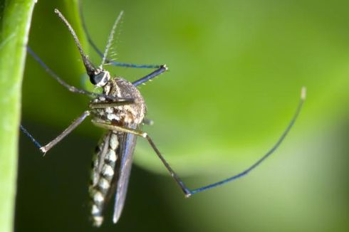 25 April Hari Malaria Sedunia, Indonesia Pernah Jadi Eksportir Obatnya ke Afrika