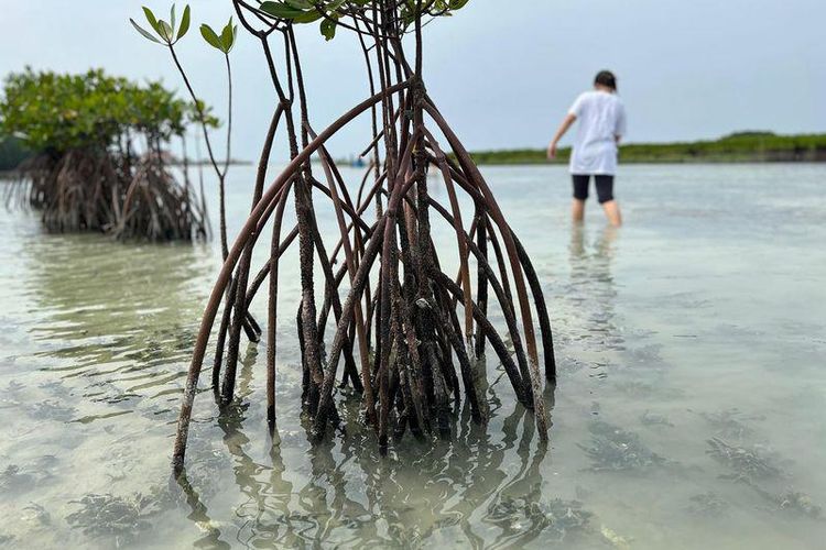Aksi tanam pohon mangrove di Pulau Harapan.