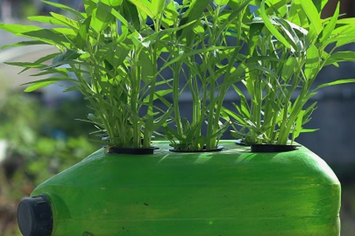 Ilustrasi kangkung, ilustrasi hidroponik.