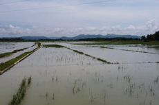 Nestapa Petani di Kebumen, 3 Kali Gagal Panen akibat Terendam Banjir 