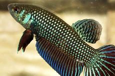 Ikan Cupang, Si Cantik yang Gemar Bertarung hingga Basmi Jentik
