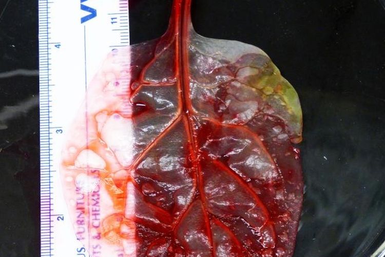 Jaringan Jantung dari bayam terbukti bisa mengalirkan darah. 