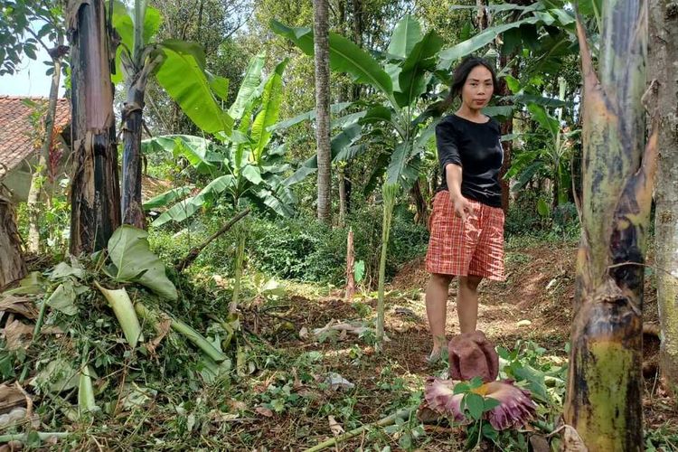 Lebih dari sepuluh bunga bangkai tumbuh liar di kebun warga di Kampung Sukahayu, Desa Cinunuk, Kecamatan Cileunyi, Kabupaten Bandung, Jawa Barat. Pengakuan warga bunga tersebut tumbuh liar sejak lama.