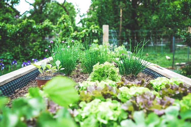 Ilustrasi kebun, berkebun di pekarangan rumah. 