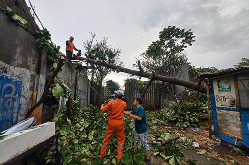 Pohon Setinggi 20 Meter Tumbang dan Menimpa Dua Warung di Serpong