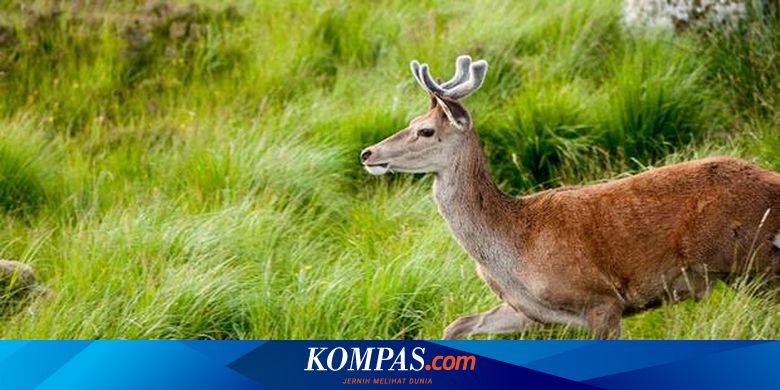 Ternak Rusa Terbentur Aturan