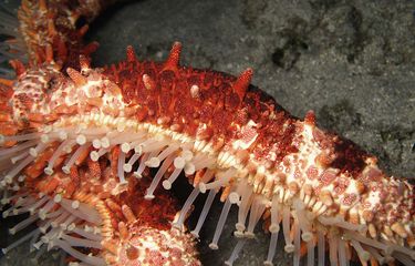 Kaki tabung pada bagian bawah tubuh bintang laut. 