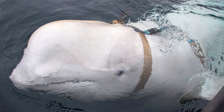44+ Hewan mamalia laut adalah release