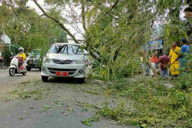 Pohon jenis Kaliage tumbang dan menimpa dua mobil di sekitar Masjid Agung Sumedang, Selasa (3/11/2020) sekitar pukul 16.00 WIB. AAM AMINULLAH/KOMPAS.com