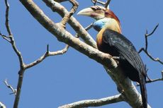 Fotografer Pun Ikut Kompetisi Foto Burung di TN MataLawa Sumba