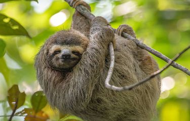 Fakta unik tentang kungkang atau sloth.