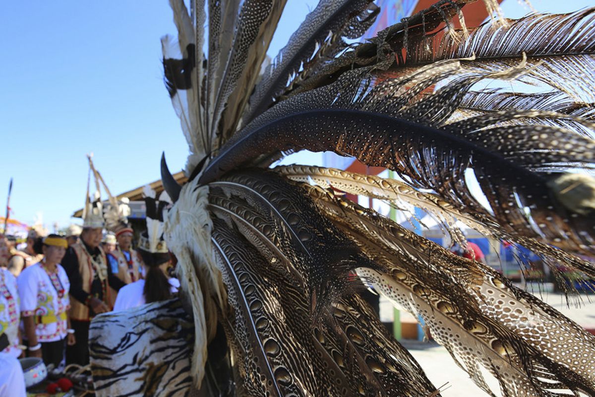 Topi bulu burung ruai dipakai oleh Suku Dayak untuk tambahan aksesori pakaian adat.