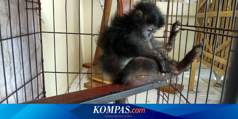Jual Primata Langka Melalui Medsos Sopir Truk Ditangkap Di Jepara Halaman All Kompas Com