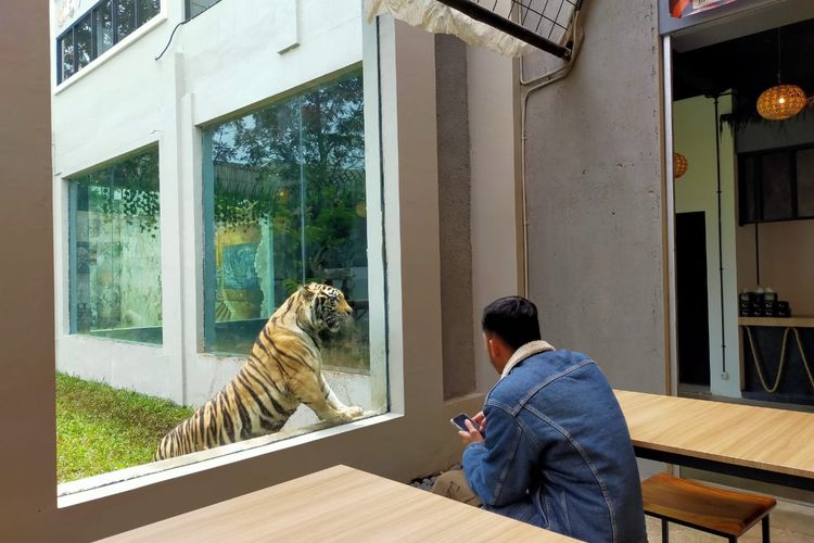 Lembang Park & Zoo memiliki resto dengan sensasi pemandangan harimau. Pengunjung bisa makan santai hanya berjarak satu meter dari harimau. 