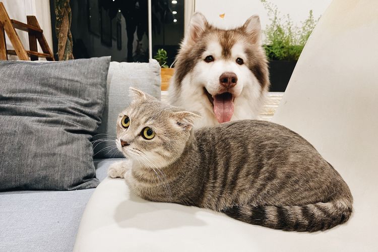 Ilustrasi anjing dan kucing di dalam rumah.
