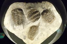 Fosil Trilobita Ungkap Kanibalisme Tertua di Dunia, Hewan Apa Itu?
