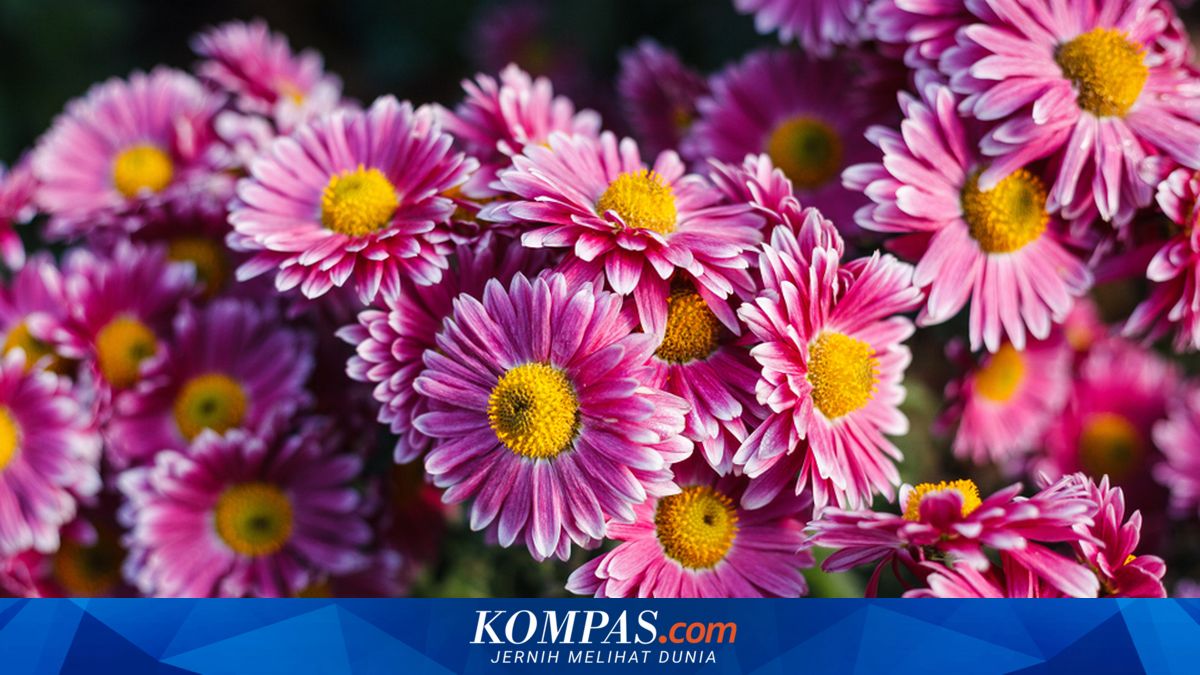 7 Bunga yang Dipercaya Bisa Bawa Keberuntungan di Rumah
