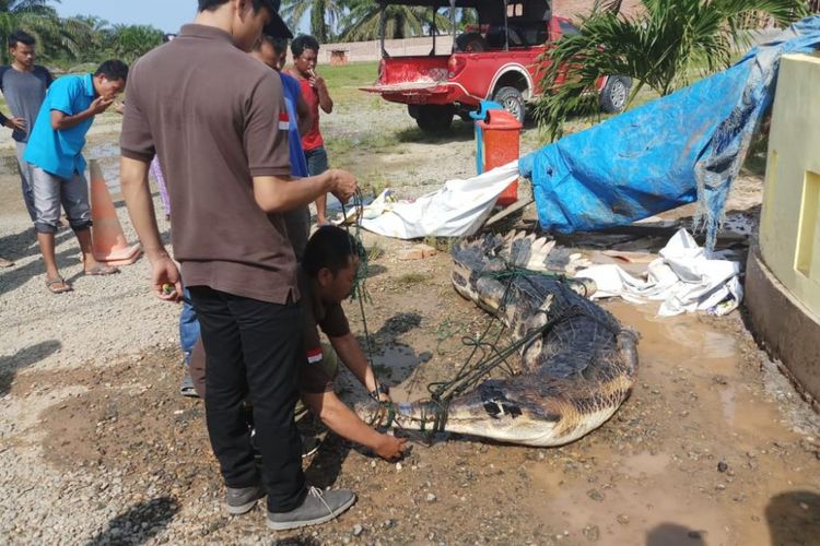 Petugas BBKSDA Riau melakukan evakuasi seekor buaya sinyulong yang menewaskan seorang bocah di Desa Sontang, Kecamatan Bonai Darussalam, Rohul, Riau. Buaya ditangkap oleh warga dengan cara disetrum, lalu diserahkan ke Polsek Bonai Darussalam, Minggu (17/11/2018).