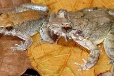 Katak Baru dari Sulawesi Mengejutkan Dunia karena Bisa Melahirkan