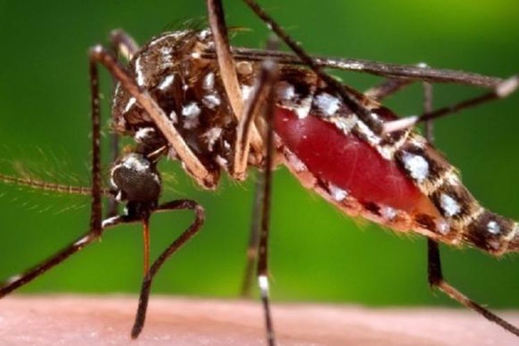 Virus Zika yang disebabkan gigitan nyamuk telah menyebar di Asia Tenggara setelah mewabah di Amerika, yang dimulai di Brasil pada awal 2015.