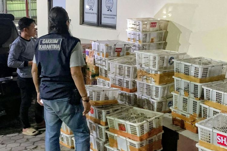 832 Burung Diangkut Tanpa Dokumen Diamankan di Bakauheni, Jalak Kebo Paling Banyak