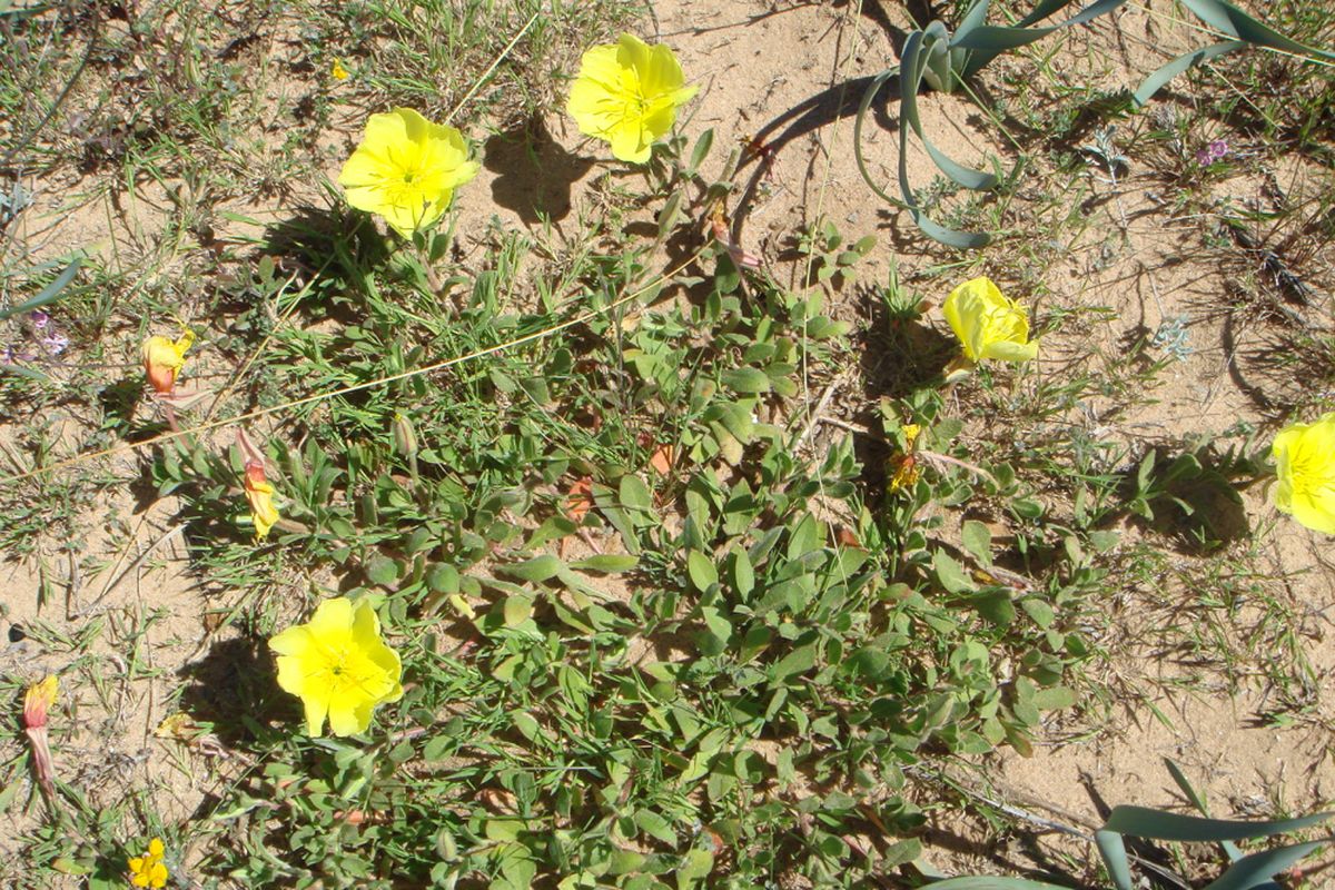 Bunga Oenothera (Oenothera drummondii)