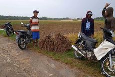 Panen Padi, Buruh Tani di Grobogan Tewas Tersambar Petir