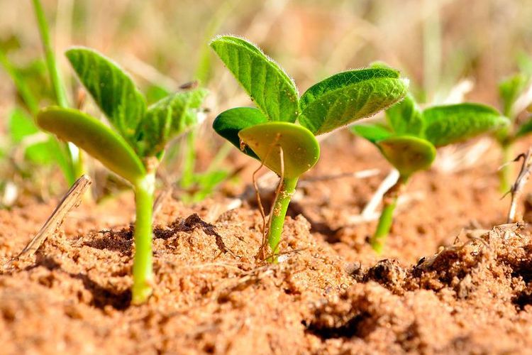 Ilustrasi tanaman kedelai yang masih muda