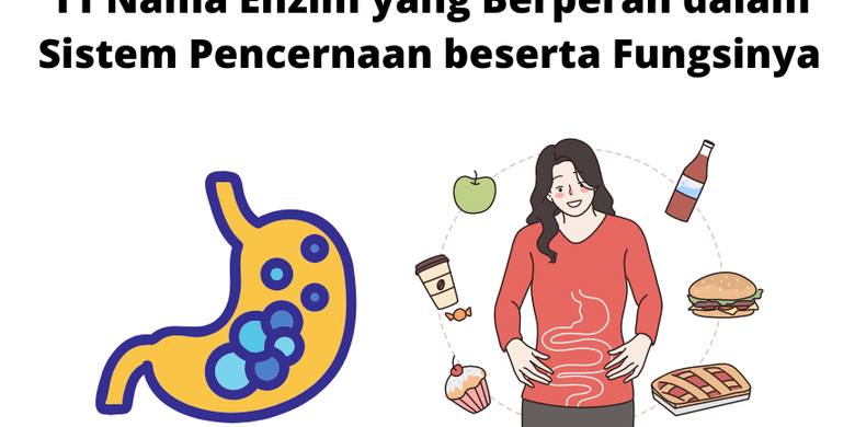 Nama Enzim Yang Berperan Dalam Sistem Pencernaan Beserta Fungsinya