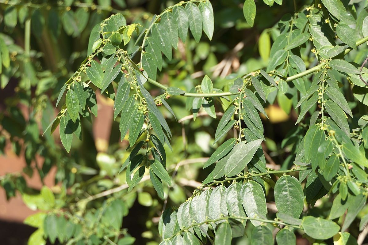 Ilustrasi tanaman katuk, daun katuk.