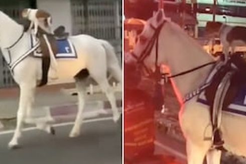 Video Anjing Menunggangi Kuda Sendirian Keliling Kota Viral