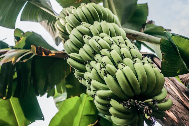 Ilustrasi pohon pisang, tanaman pisang, budidaya pisang.