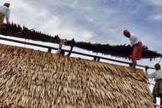 Menaikkan Atap Rumah, Ritual Panen Unik Khas Suku Sahu