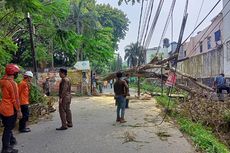 Pohon Tua Setinggi 20 Meter Tumbang di Belakang Puspo Budoyo Ciputat, Akses Jalan Ditutup Sementara 